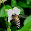 Giant Honey Bee