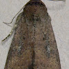Cobbler Moth