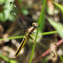 Spangled Skimmer dragonfly (female)