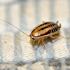 Cockroach (baby)