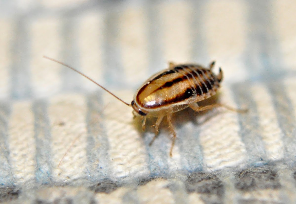 Cockroach (baby)
