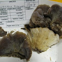 False Oyster Mushroom