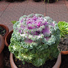Garden Variety Cabbage