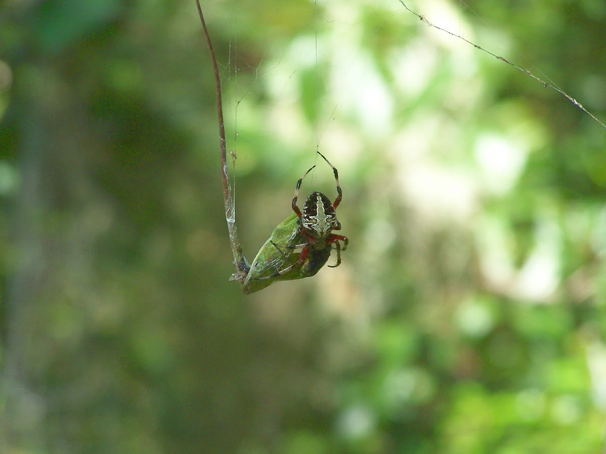 Spider eating an Anole