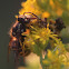 Pennsylvania Ambush Bug with prey (Yellowjacket)