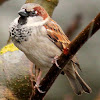 House sparrow, male