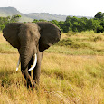 EAST AFRICA WILDLIFE