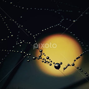 . . . °. . ° . .  by Katka Kozáková - Nature Up Close Webs