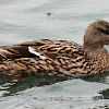 Mallard duck, female