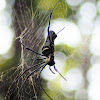 Nephila pilipes