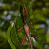 Spiny Leaf Insect (male)