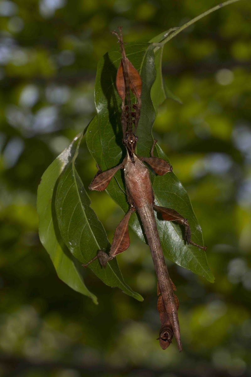 Spiny Leaf Insect (male)