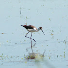 Black-necked Stilt