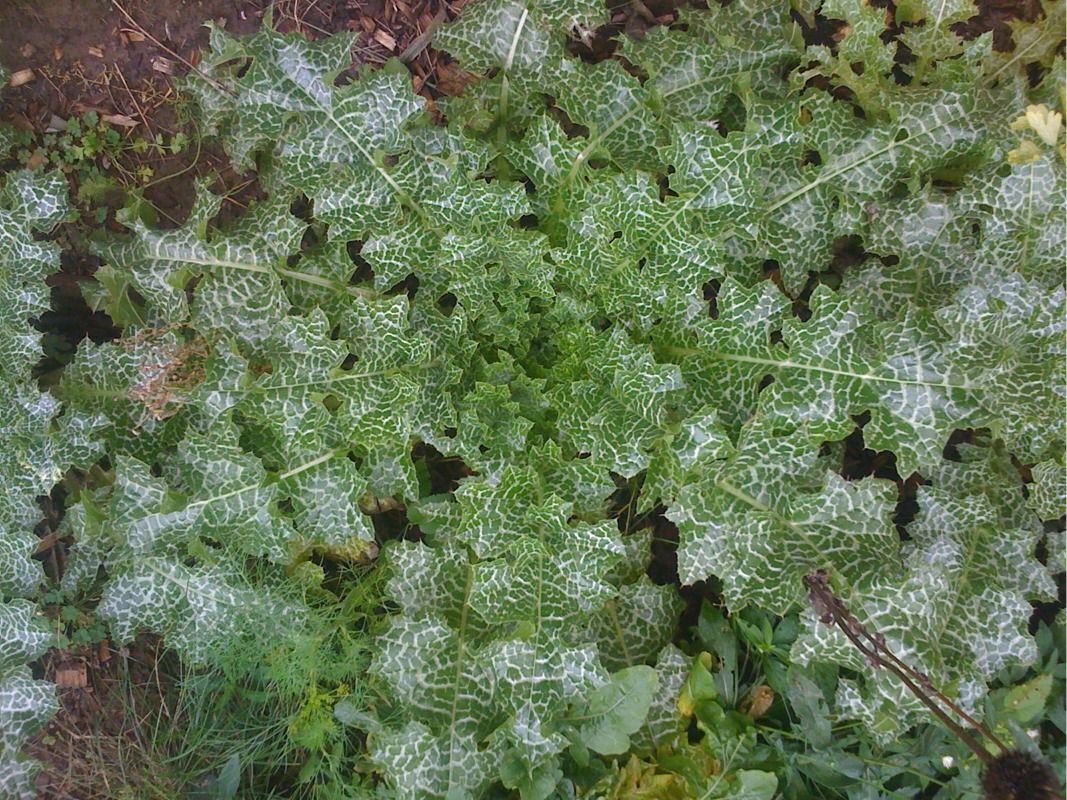 Milk Thistle