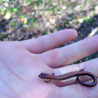 Southern Red-backed Salamander