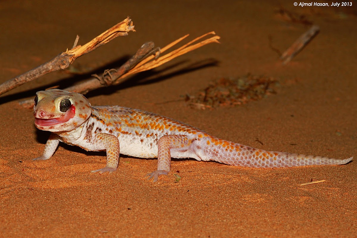 Common wonder gecko