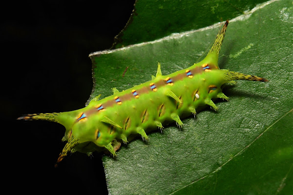 Stinging Nettle Slug Caterpillar (Cup Moth, Limacodidae) | Project Noah