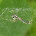 Tent Web Spider