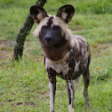 African Wild Dog