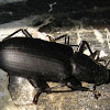 Unknown Beetle