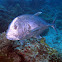 Giant trevally