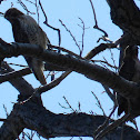 Red Tailed hawks