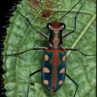 Golden-spotted Tiger Beetle