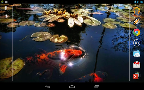 Koi Fish in the Pond