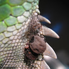 Iguana Tick