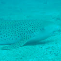 Leopard Shark