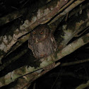 Tropical Screech Owl