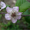 Rubus ulmifolius (Zarza, zarzamora)