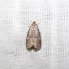 Dotted Graylet Moth
