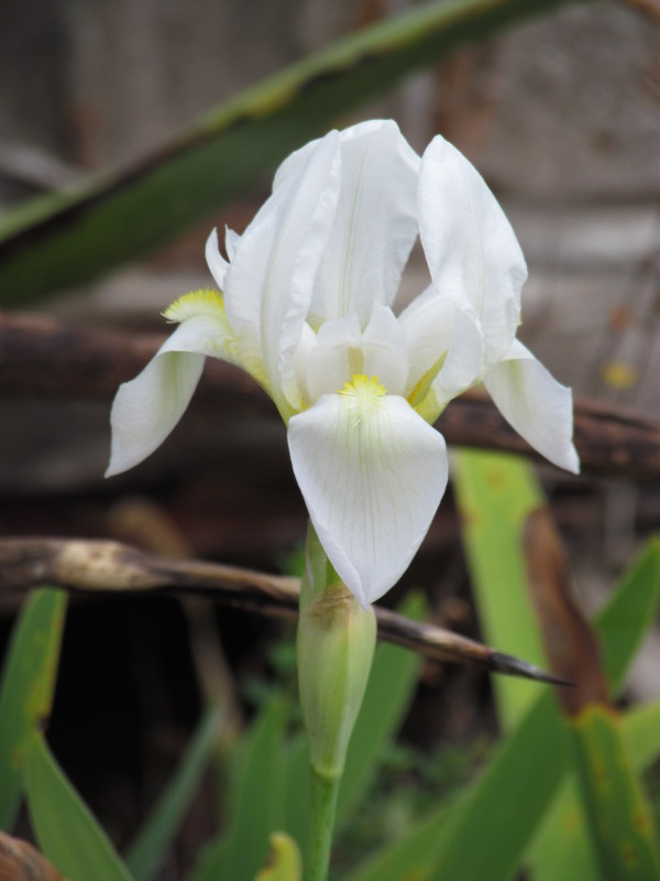 White German iris