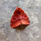 Io moth