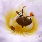 Beetle into an orchid