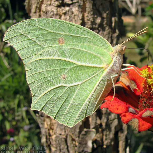 White AngledSulphur Butterfly Project Noah