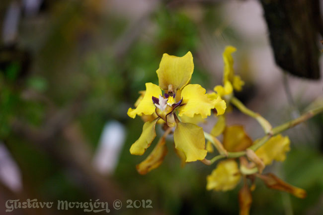 Cyrtochilum orchid