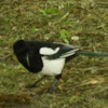 Eurasian Magpie