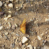 Variegated Fritillary