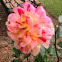 Rose hybrid ""