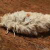 Iropoca Moth - female