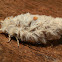 Iropoca Moth - female