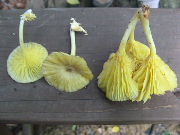 yellow Gerronema mushroom