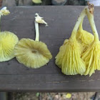 yellow Gerronema mushroom