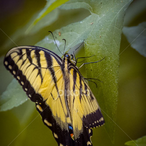 Spring is getting closer! by Dick Mott - Nature Up Close Other Natural Objects