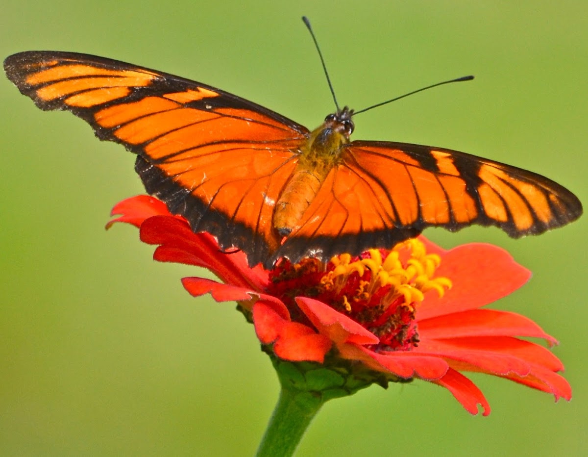 Juno Longwing Butterfly