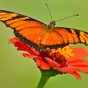 Juno Longwing Butterfly