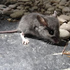 Unknown Mouse