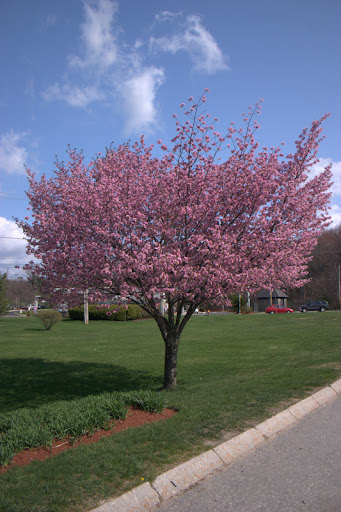 pink tree